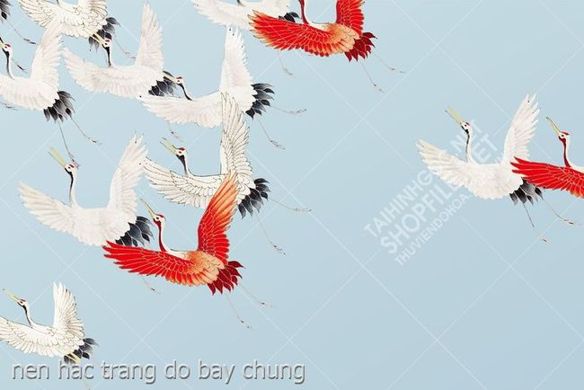 nen hac trang do bay chung